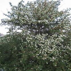 Crataegus orientalis PALLAS EX BIEB. var. obtusata BROWICZ